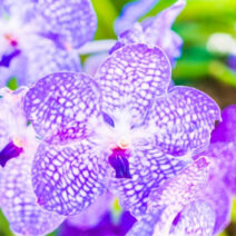 Curso Manual Completo Como Cuidar de Orquídeas + BONUS