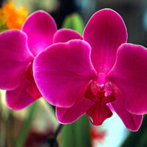 Curso Online O Segredo das Orquídeas – O Curso